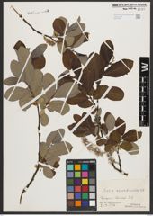 Foto von Salix appendiculata Vill.